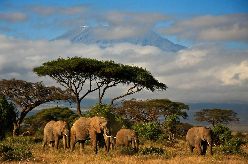elephants in Kenya