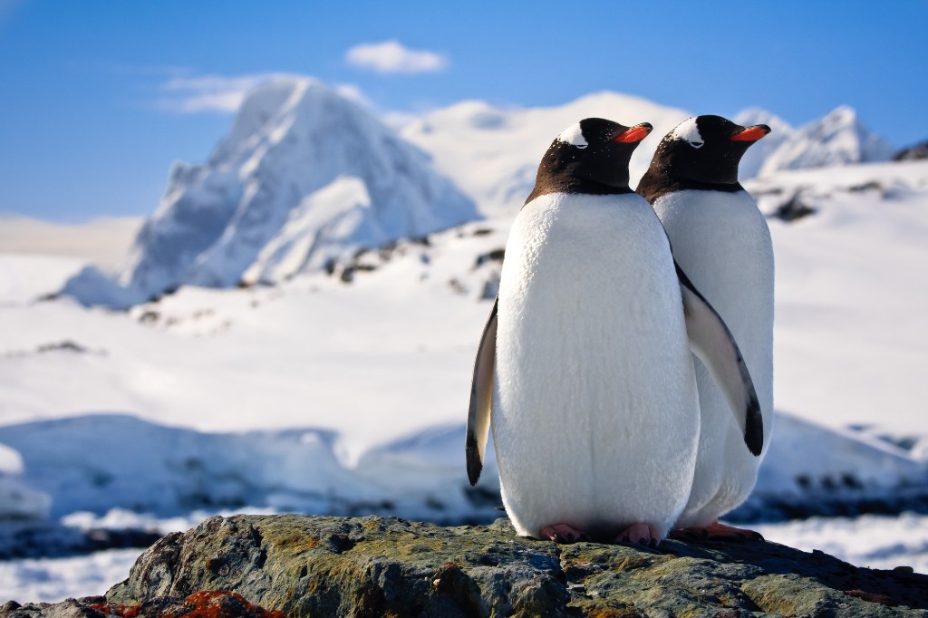 Penguins in Antarctica