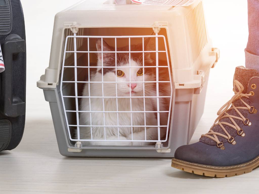 cat inside carrier