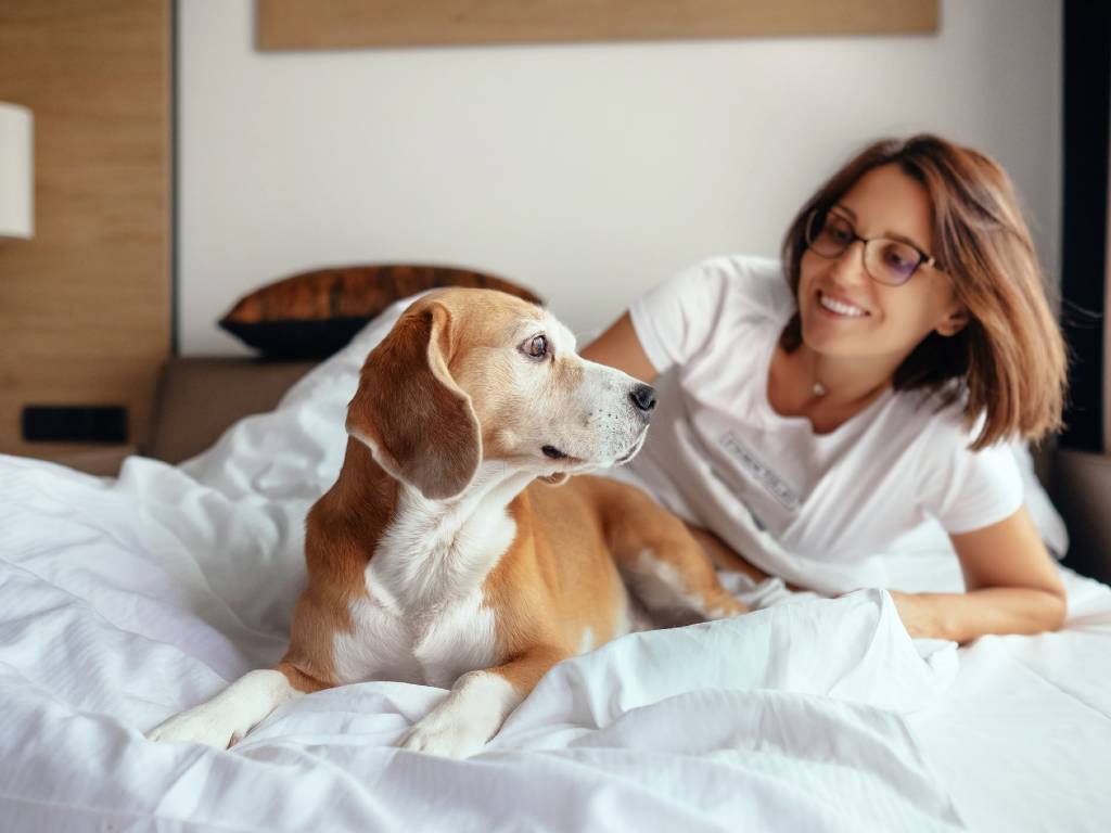 pet in hotel bed with owner.