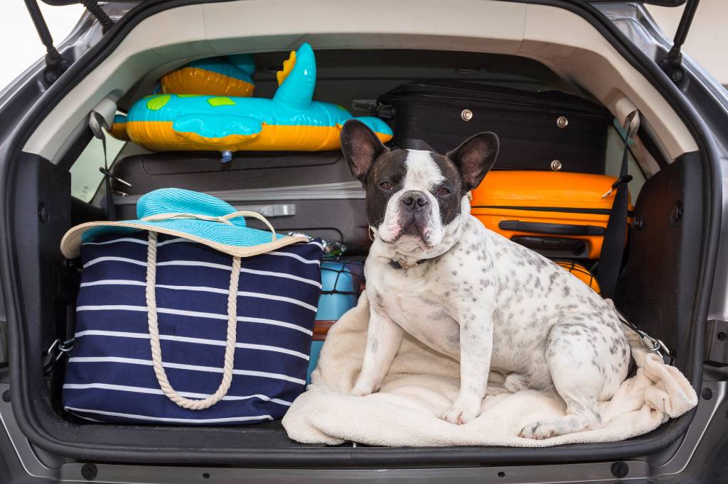 bulldog in car trunk.