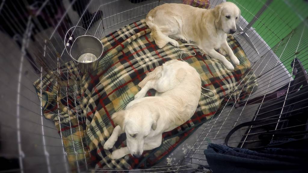 two golden retrievers in a crate.