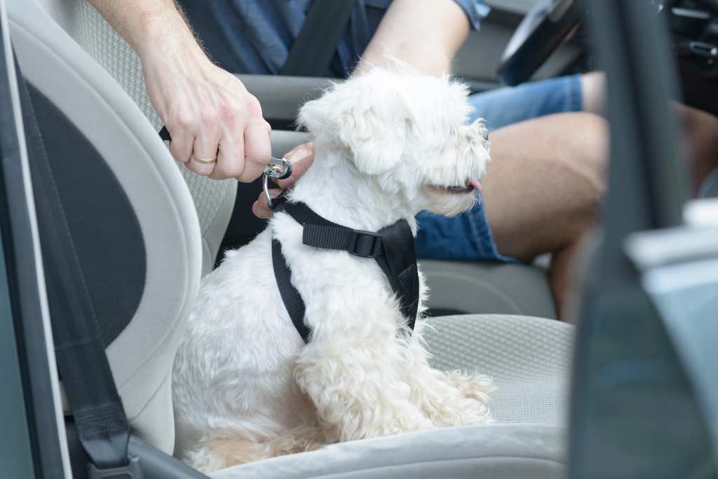 small dog in harness in car.