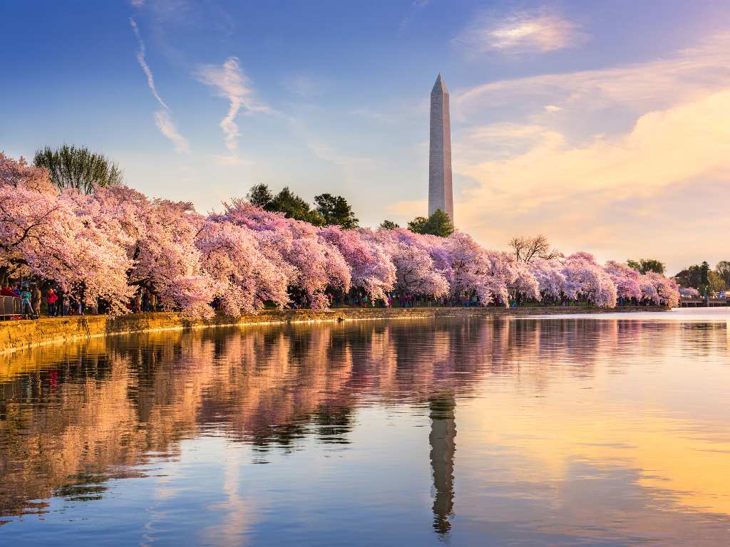 dc tidal basin.
