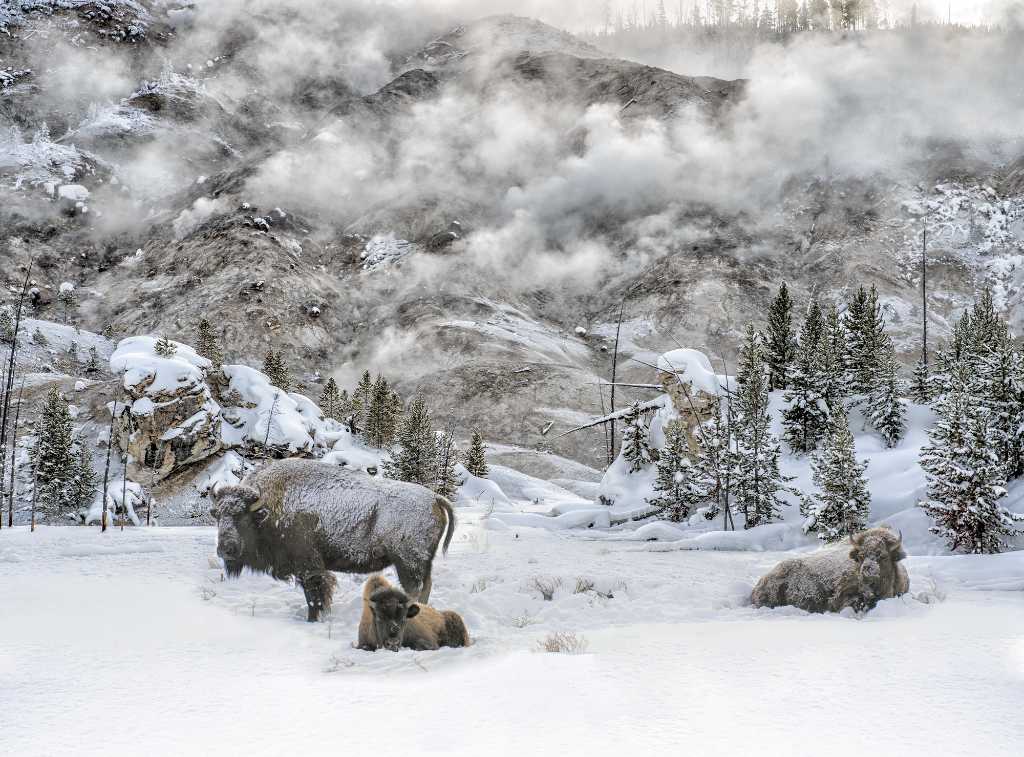 bison in the snow in Yellowstone.