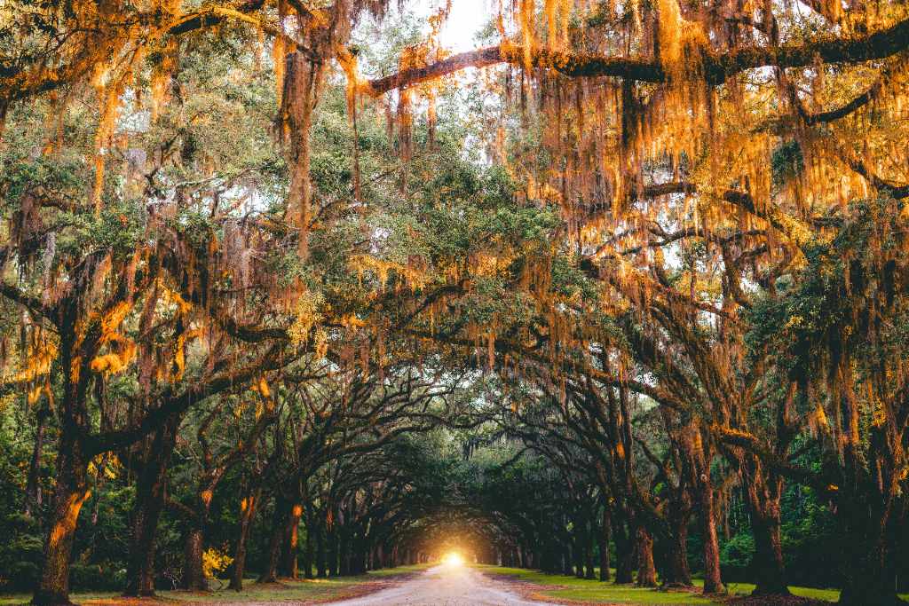 Spanish moss hanging over square in Savannah.