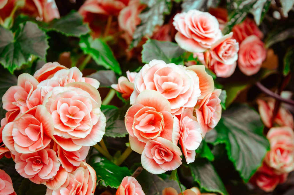 roses in Portland.