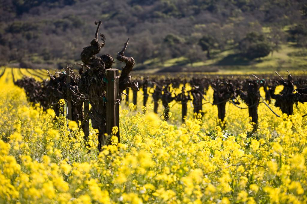 mustard flowers among the wines in Napa Valley.