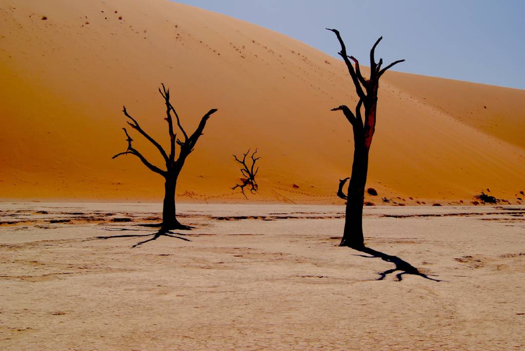 trees in the Namib desert.