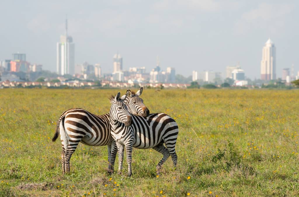 zebras just outside Nairobi.