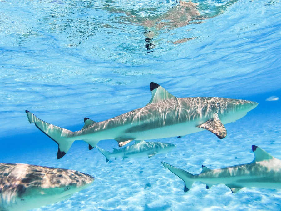 shark in French Polynesia