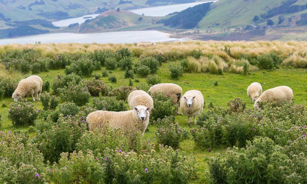 sheep in Central Otago.