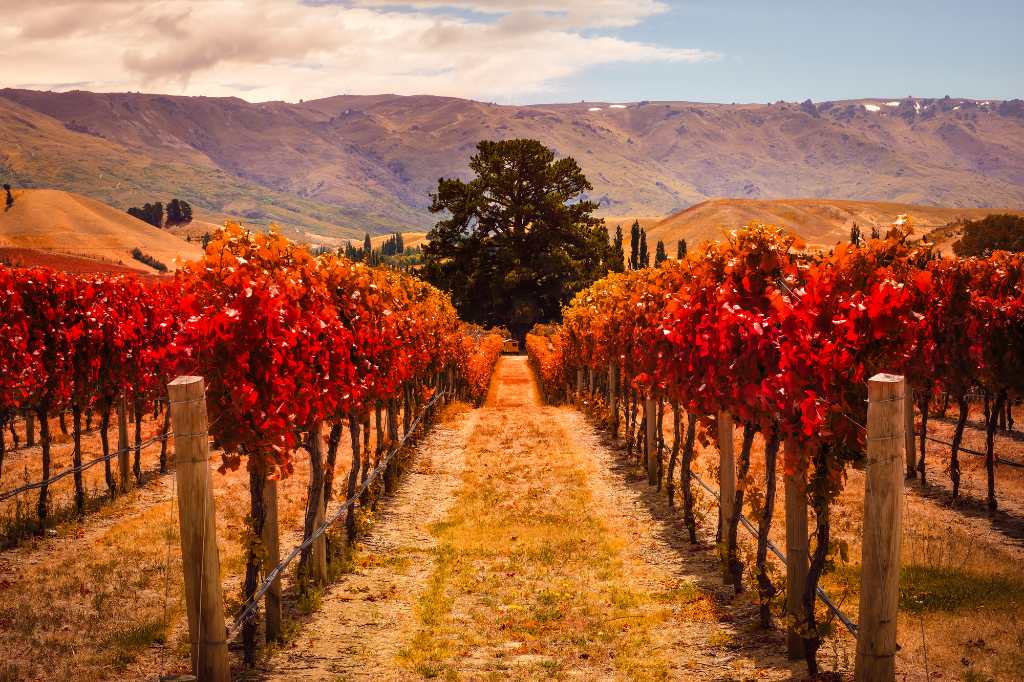 vineyards in Central Otago.