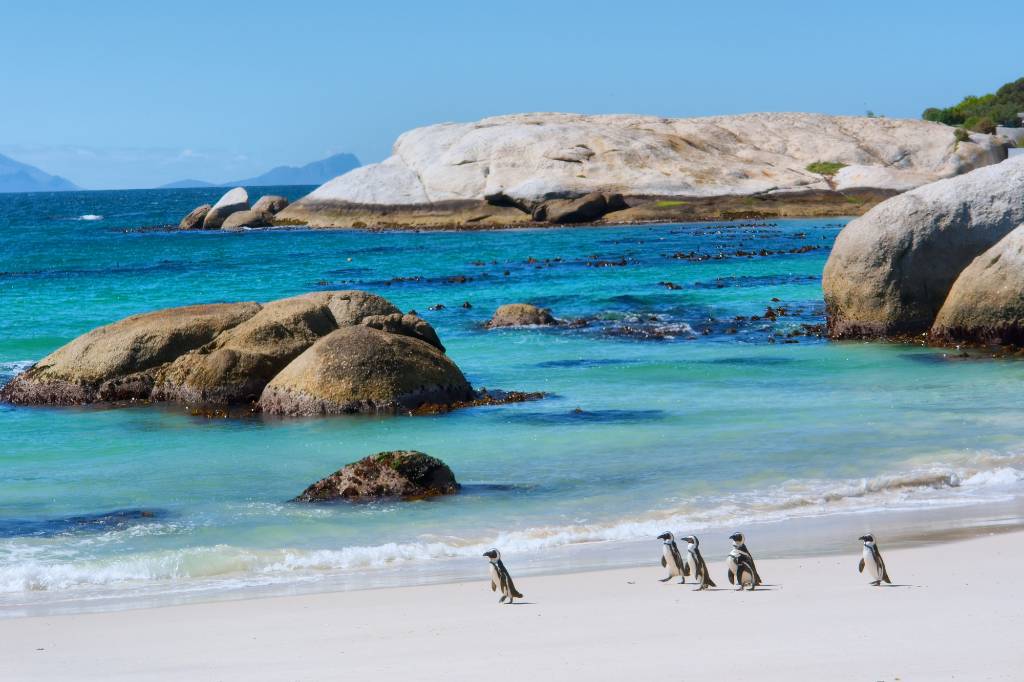 penguins in Cape Town.