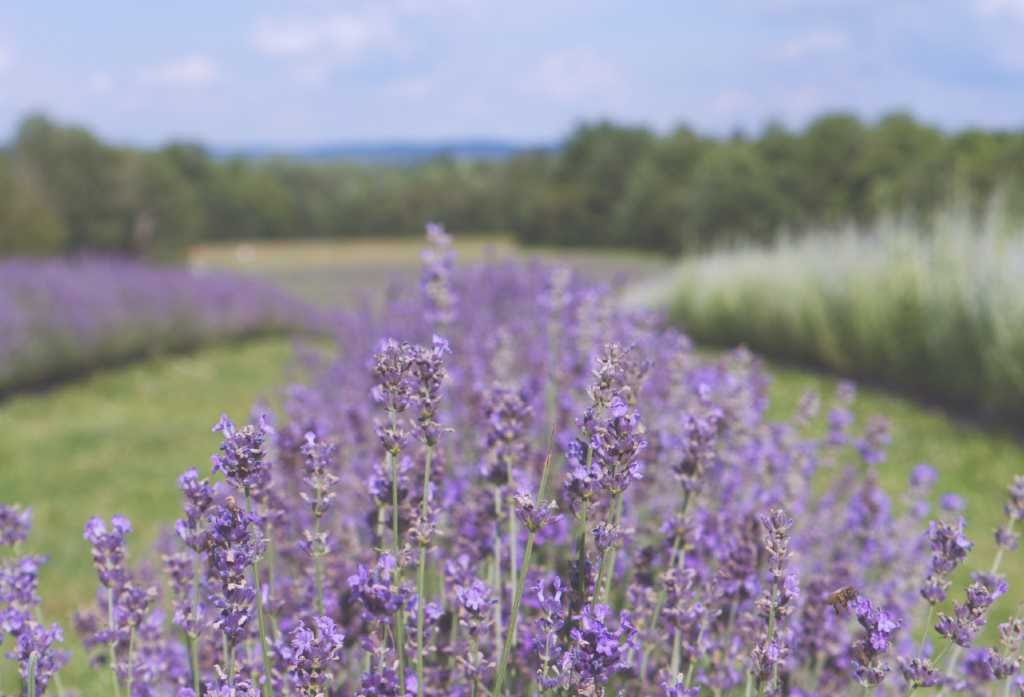 lavender fields.