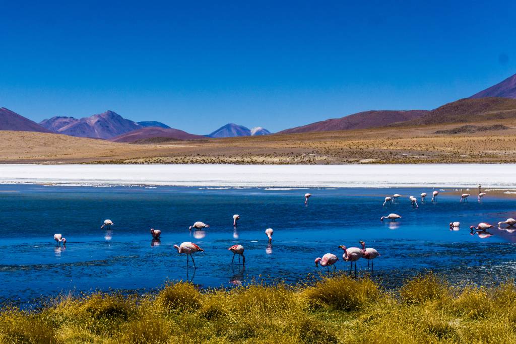 flamingoes around a lake in Bolivia.