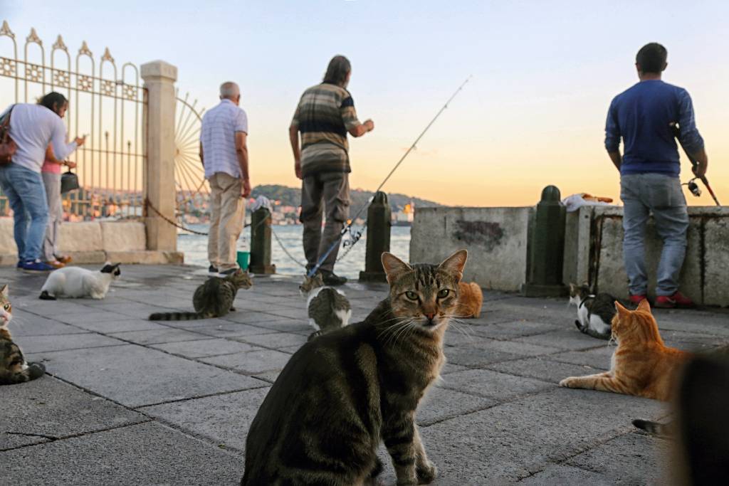 cats gathered around fisherman in Istanbul.