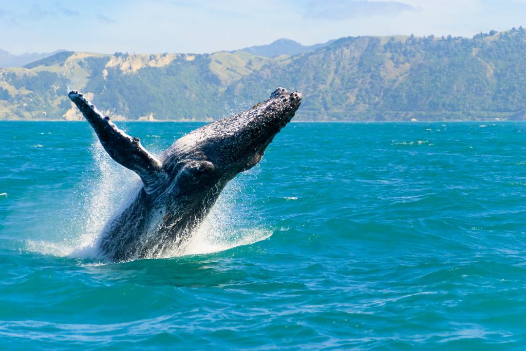 whale breaching in water off Maui.