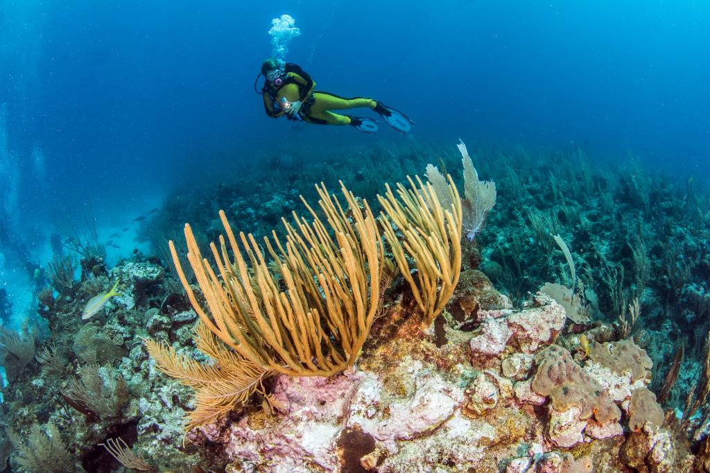 diving in Belize.
