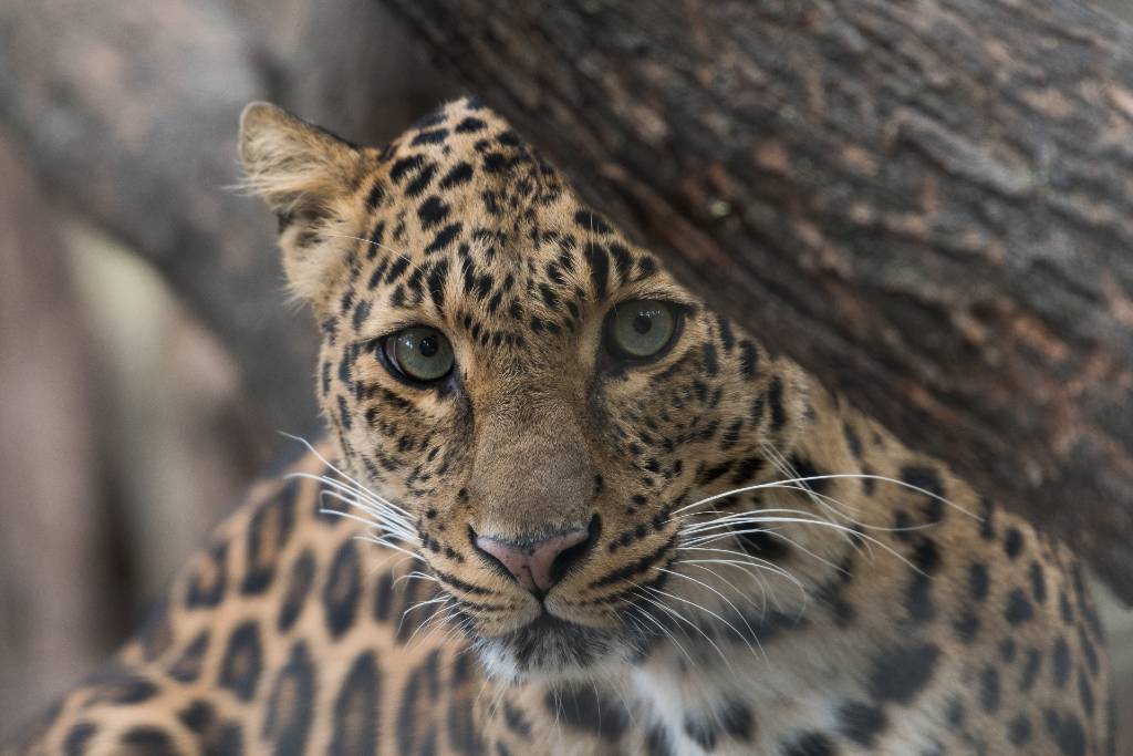 jaguar in Belize.