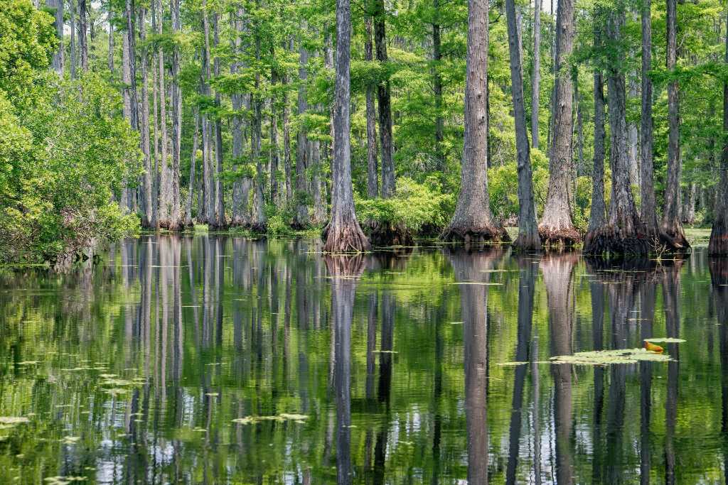 Cypress Gardens near Charleston.