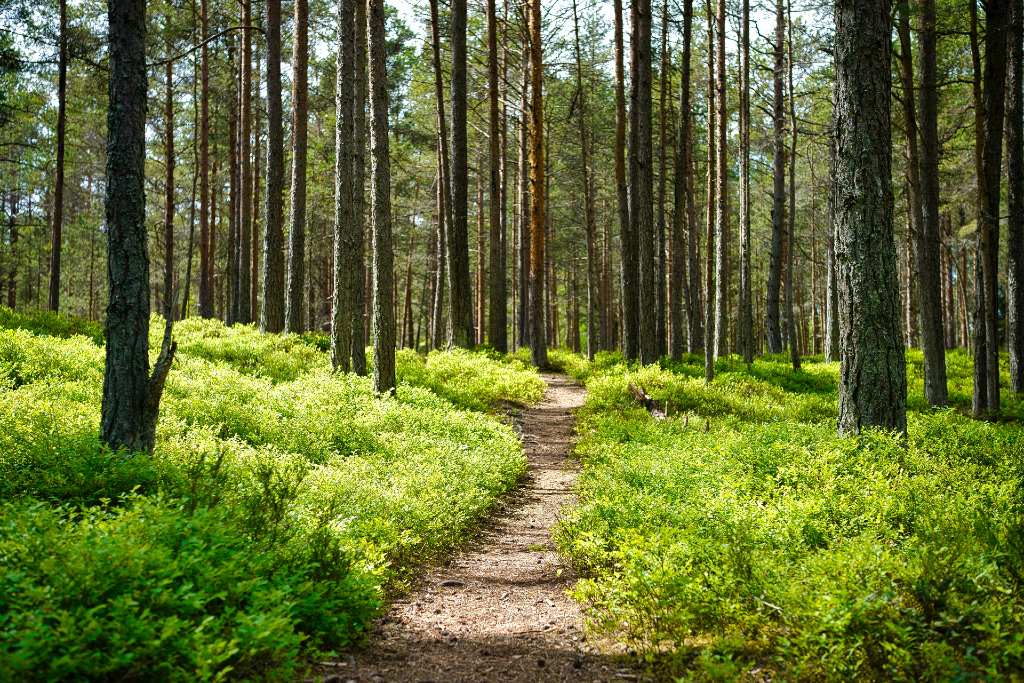forest in Estonia.