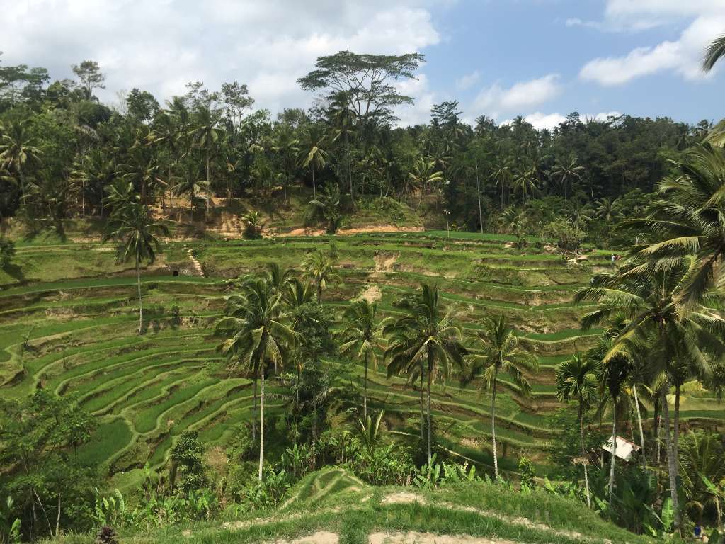 rice terraces in Bali.