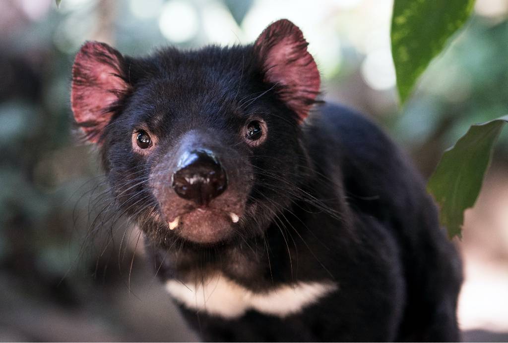 Tasmanian devil.