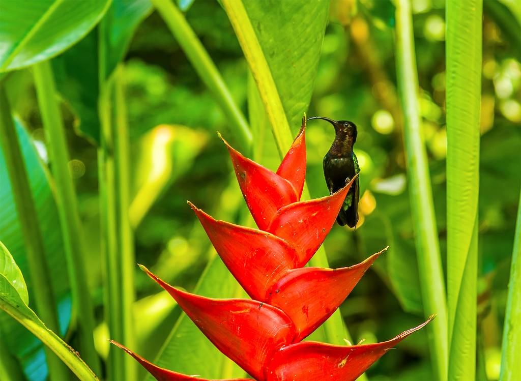 st lucia bird.