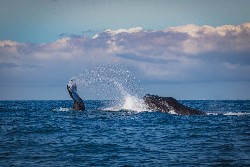 whales in Bay of Banderas.