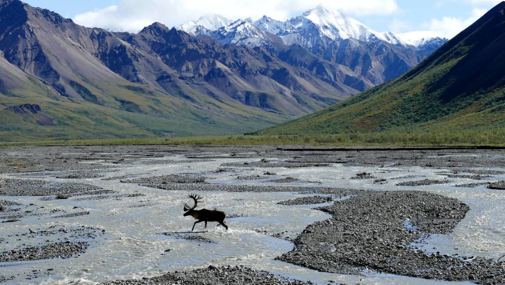 wildlife spotting in Alaska.