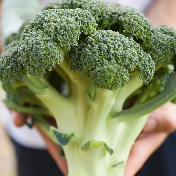 Broccoli (average weight 400g) | The Brand Family