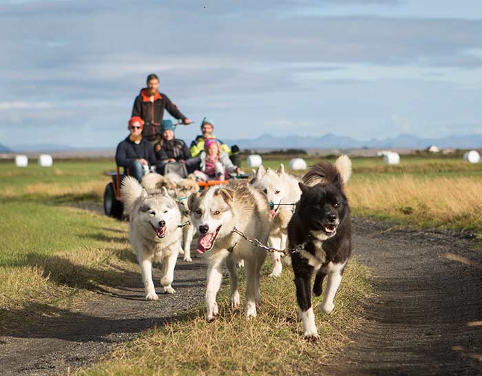 Dogsledding