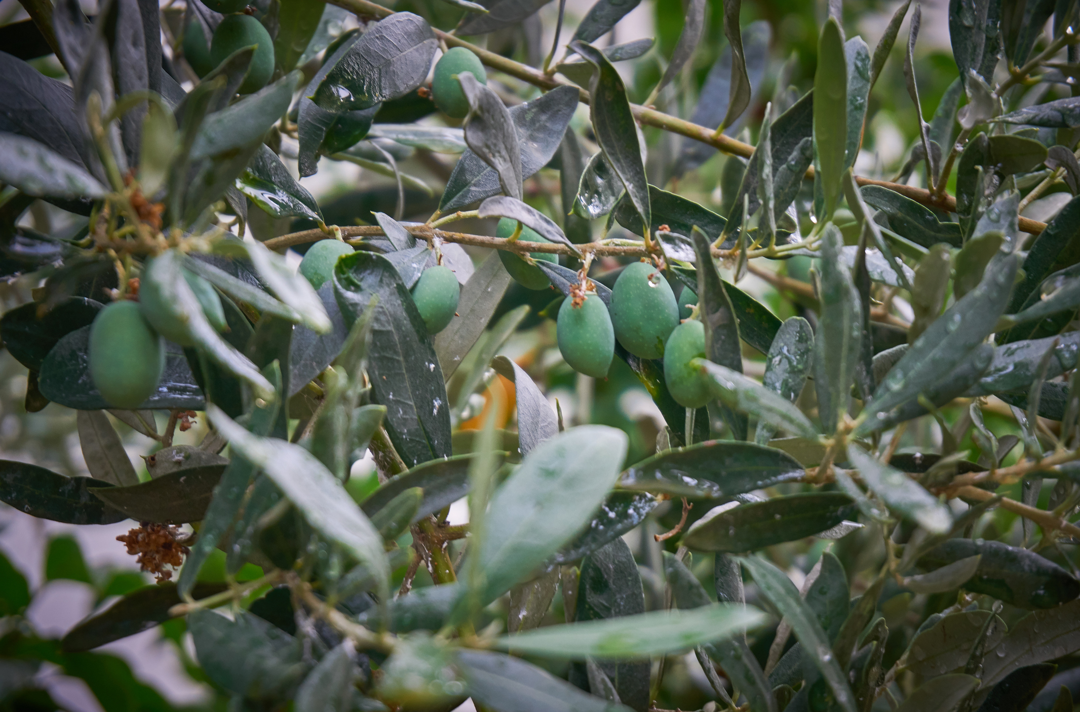 CEO INSIGHTS Week Ending 19 July 2019 By NAOS Asset Management