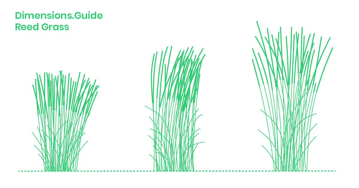 Reed Grass Dimensions & Drawings