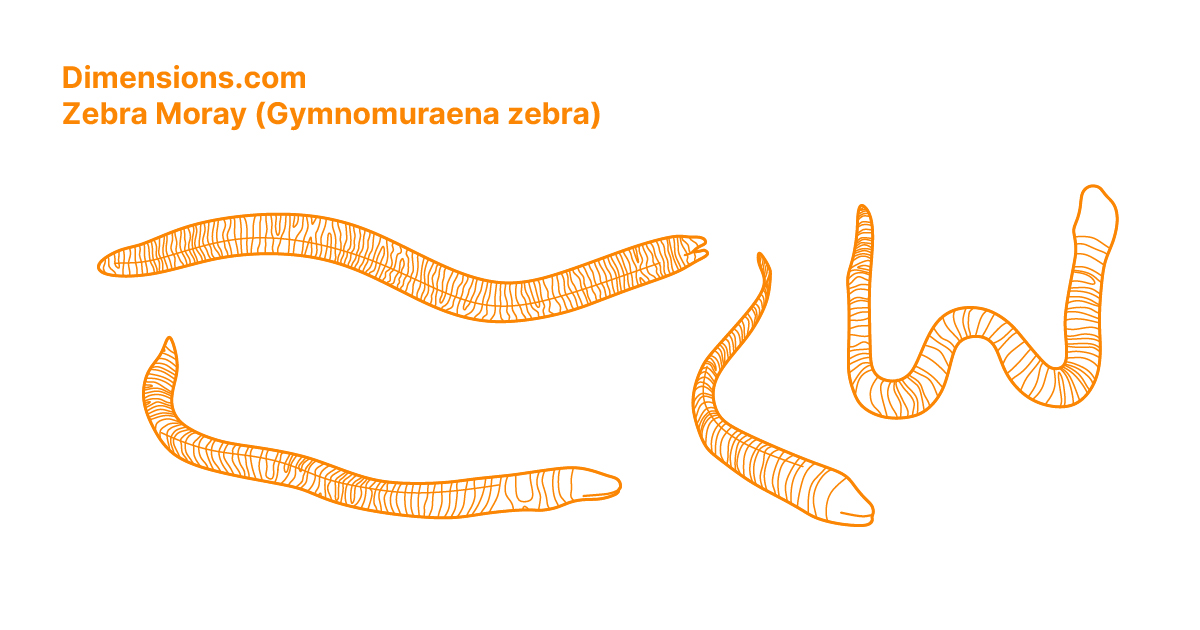 Zebra Moray (Gymnomuraena zebra) Dimensions & Drawings
