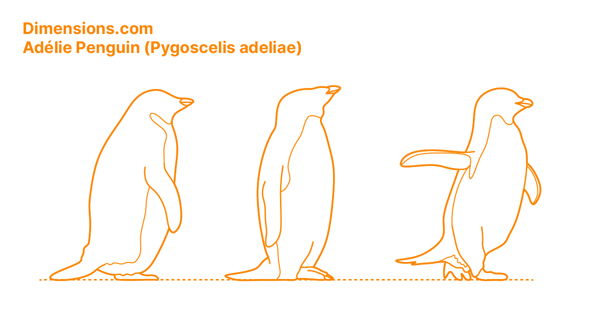 Adélie Penguin (Pygoscelis adeliae) Dimensions & Drawings | Dimensions.com