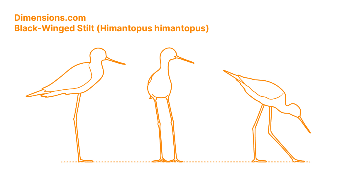 BlackWinged Stilt (Himantopus himantopus) Dimensions & Drawings