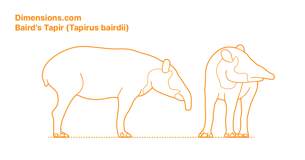 Baird's Tapir (Tapirus bairdii) Dimensions & Drawings | Dimensions.com
