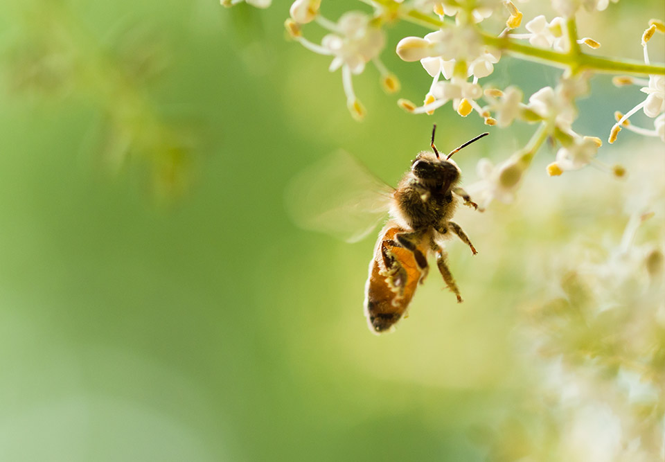 Email automation campaign for Butters John Bee Starberry