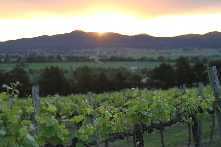 スモール フォレスト Small Forest アッパーハンターバレー