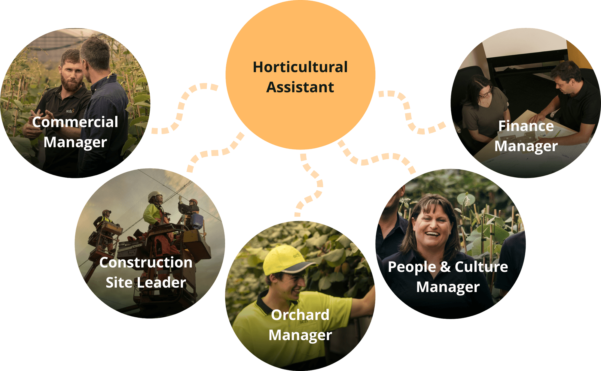 Seasonal work in the kiwifruit industry Southern Cross Horticulture