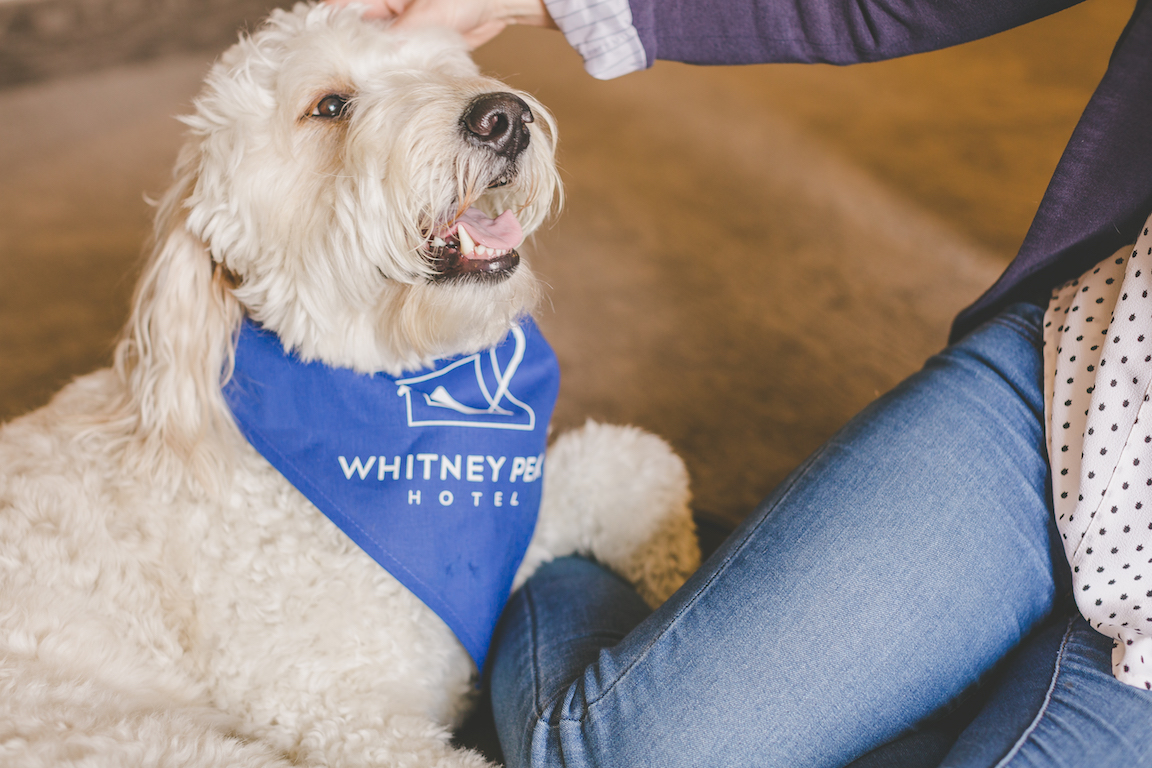 Pet Friendly Hotels Reno NV Pet Friendly Hotel Rooms Reno