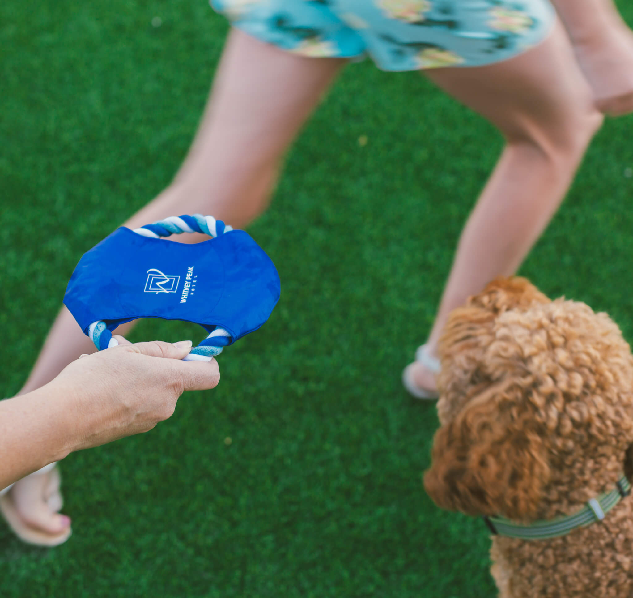 Pet Friendly Hotels Reno NV Pet Friendly Hotel Rooms Reno