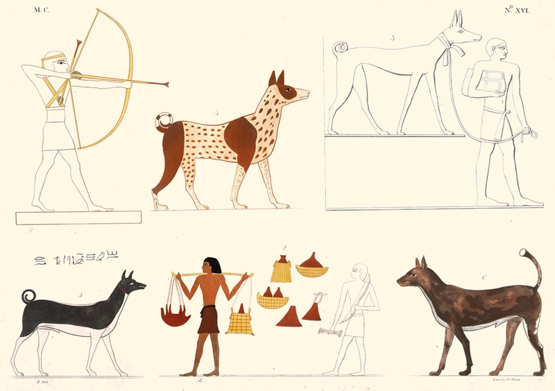 “Not a Dog Shall Snarl” What Is the Meaning of Exodus 117