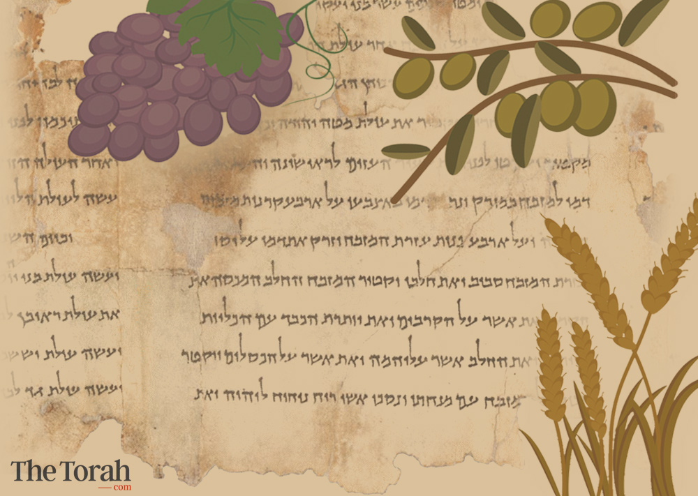 The Three Shavuot Festivals of Qumran: Wheat, Wine, and Oil