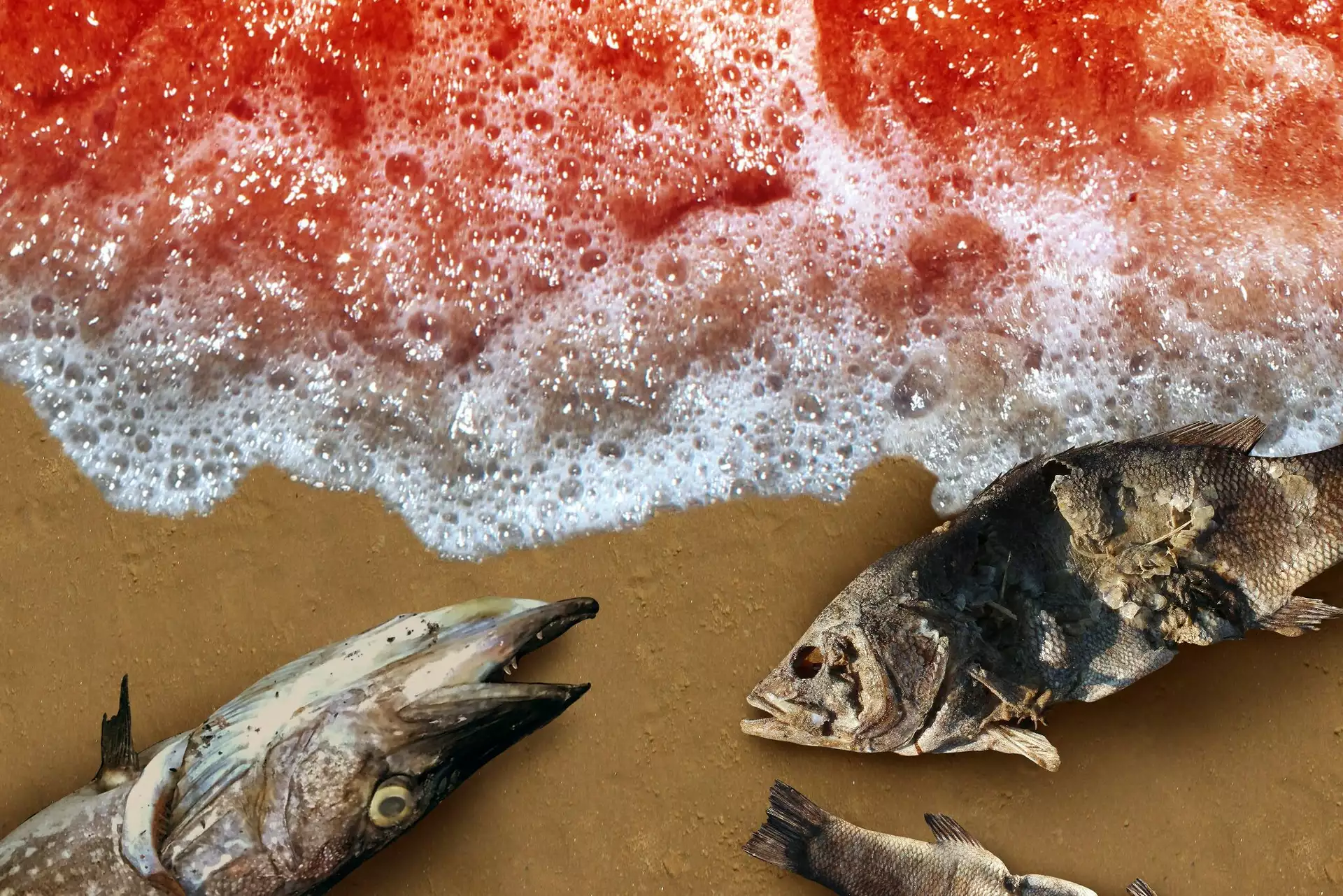Coastal News Today TX What is red tide? Alert issued for toxic
