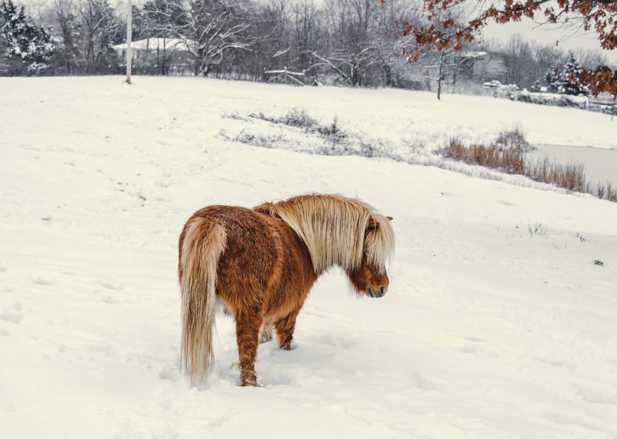 Interested in How to Care for a Mini Horse? Find Out Here! Fauna Care