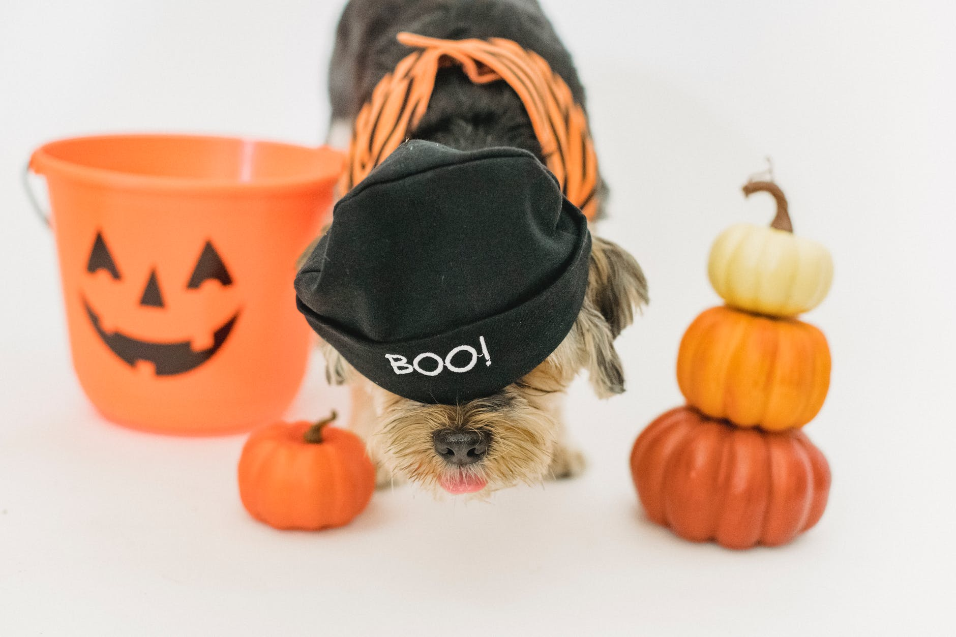 dog in halloween costume