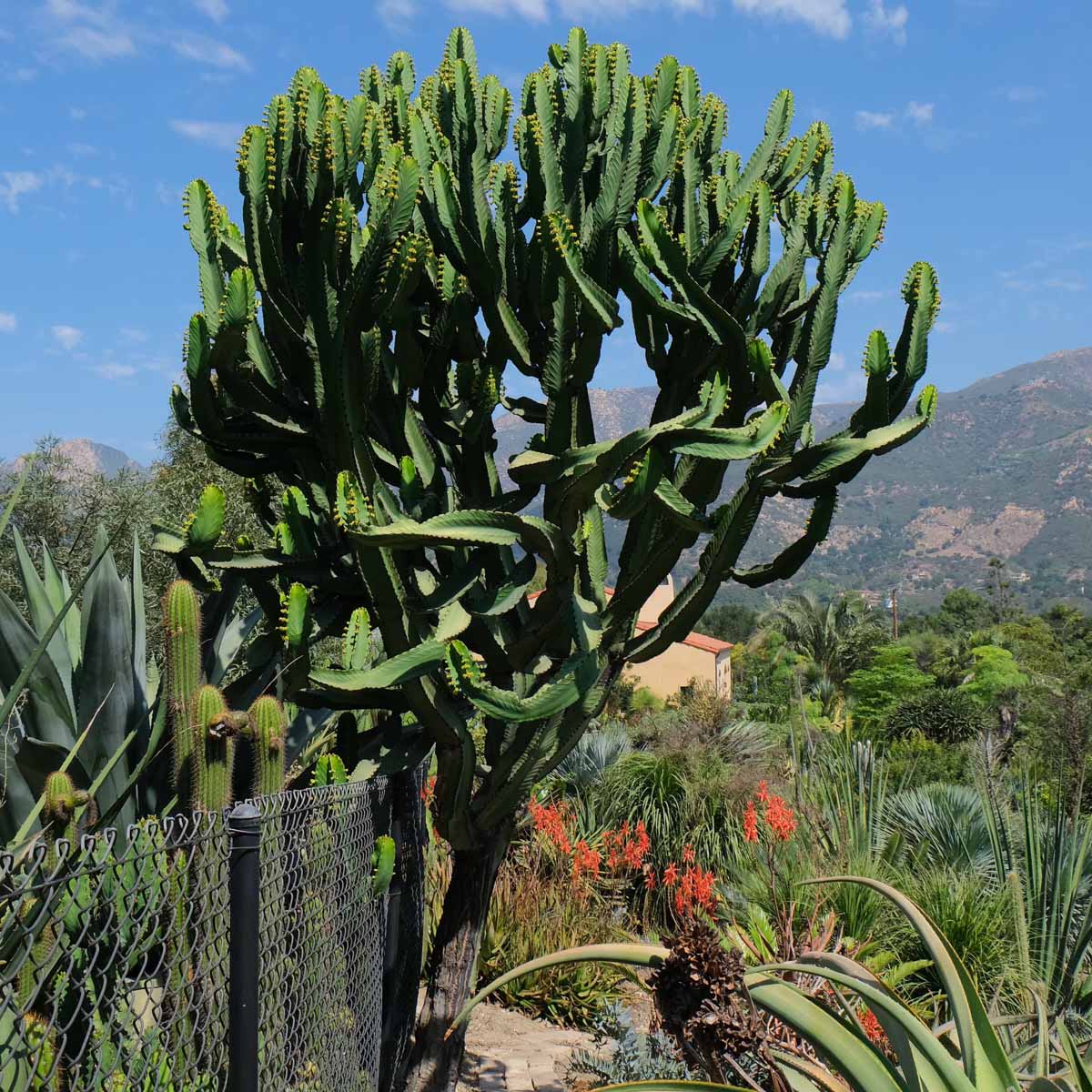 Mukonde Tree Cactus and Succulents: Euphorbia ingens
